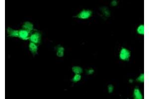 Immunofluorescence (IF) image for anti-NudE Nuclear Distribution E Homolog (A. Nidulans)-Like 1 (NDEL1) antibody (ABIN1499853) (NDEL1 anticorps)