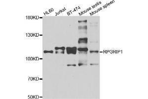 Western blot analysis of extracts of various cell lines, using RPGRIP1 antibody (ABIN5975296) at 1/1000 dilution. (RPGRIP1 anticorps)