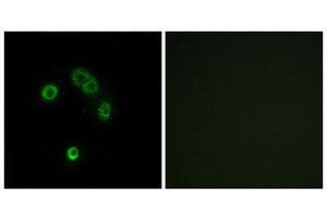Immunofluorescence (IF) image for anti-Taste Receptor, Type 2, Member 13 (TAS2R13) (Internal Region) antibody (ABIN1853349) (TAS2R13 anticorps  (Internal Region))