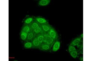 Immunocytochemistry/Immunofluorescence analysis using Mouse Anti-Hsp27 Monoclonal Antibody, Clone 5D12-A3 . (HSP27 anticorps  (APC))