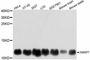 Western blot analysis of extracts of various cell lines, using SNRPF antibody (ABIN5998914) at 1:3000 dilution. (SNRPF anticorps)