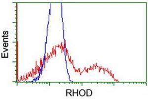 HEK293T cells transfected with either RC201722 overexpress plasmid (Red) or empty vector control plasmid (Blue) were immunostained by anti-RHOD antibody (ABIN2455263), and then analyzed by flow cytometry. (RHOD anticorps)