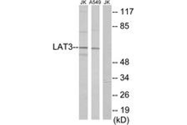 SLC43A1 anticorps  (AA 231-280)