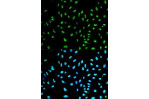Immunofluorescence analysis of HeLa cells using NCF2 antibody (ABIN5970524). (NCF2 anticorps)