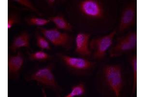 Immunofluorescence staining of methanol-fixed HeLa cells using ATF-2 (phospho-Thr73 or 55) antibody (E011032, Red) (ATF2 anticorps  (pThr55, pThr73))