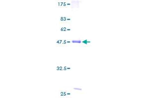 PRKAA1 Protein (AA 1-207) (GST tag)