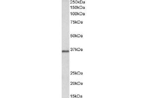 ABIN2564722 (2µg/ml) staining of Pig Brain lysate (35µg protein in RIPA buffer). (PRMT2 anticorps  (Internal Region))