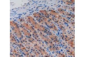 IHC-P analysis of stomach tissue, with DAB staining. (Caspase 9 anticorps  (AA 1-200))