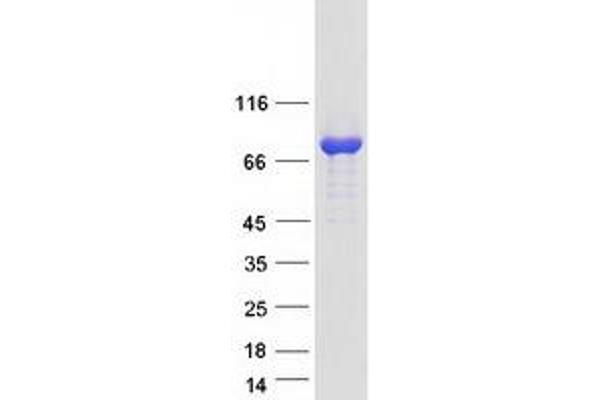 KIF1BP Protein (Myc-DYKDDDDK Tag)