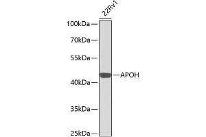 Western blot analysis of extracts of 22Rv1 cells, using APOH antibody (ABIN3021761, ABIN3021762, ABIN3021763 and ABIN6215796) at 1:1000 dilution. (APOH anticorps  (AA 21-345))