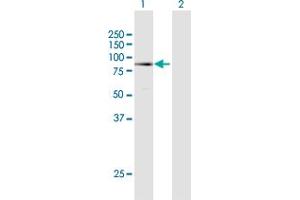 Western Blot analysis of MECP2 expression in transfected 293T cell line by MECP2 MaxPab polyclonal antibody. (MECP2 anticorps  (AA 1-486))