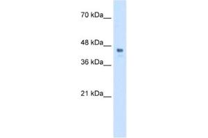 Western Blotting (WB) image for anti-Homeobox C10 (HOXC10) antibody (ABIN2460523) (HOXC10 anticorps)