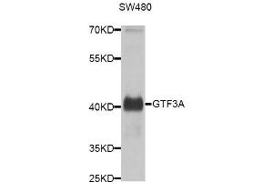 Western blot analysis of extracts of SW480 cells, using GTF3A antibody (ABIN5974590) at 1/1000 dilution. (GTF3A anticorps)