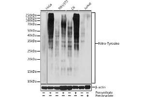 Western blot analysis of extracts of various cell lines, using Nitro-Tyrosine antibody (ABIN7268925) at 1:1000 dilution. (Nitrotyrosine anticorps)