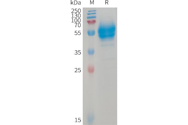 Betacellulin Protein (BTC) (AA 32-111) (Fc Tag)