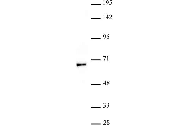 MYST1 anticorps  (N-Term)