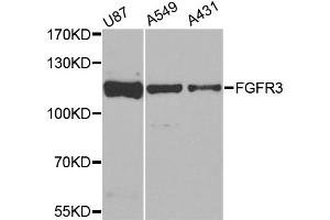 Western blot analysis of extracts of various cell lines, using FGFR3 antibody (ABIN6003495) at 1/1000 dilution. (FGFR3 anticorps)