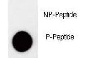 Dot blot analysis of phospho-p27Kip1 antibody. (CDKN1B anticorps  (pThr157))