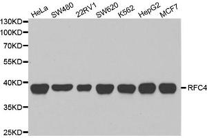 Western Blotting (WB) image for anti-Replication Factor C (Activator 1) 4, 37kDa (RFC4) antibody (ABIN1876673) (RFC4 anticorps)