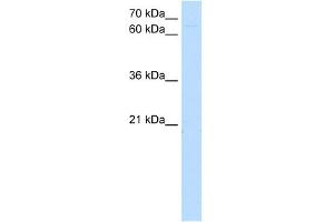 ZKSCAN1 antibody (20R-1261) used at 1. (ZKSCAN1 anticorps  (N-Term))