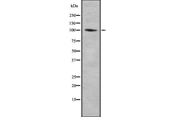 CNTROB anticorps  (C-Term)