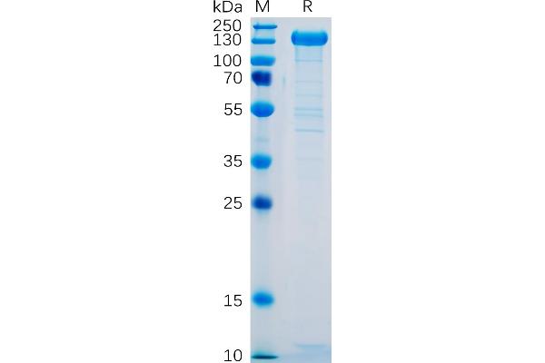 P-Selectin Protein (AA 42-771) (Fc Tag)