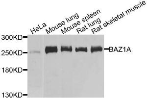 Western blot analysis of extracts of various cell lines, using BAZ1A antibody. (BAZ1A anticorps)