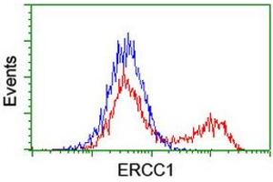 HEK293T cells transfected with either RC200478 overexpress plasmid (Red) or empty vector control plasmid (Blue) were immunostained by anti-ERCC1 antibody (ABIN2455593), and then analyzed by flow cytometry. (ERCC1 anticorps)