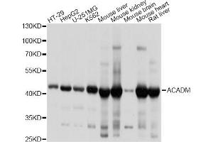 Western blot analysis of extracts of various cell lines, using ACADM antibody. (Medium-Chain Specific Acyl-CoA Dehydrogenase, Mitochondrial anticorps)