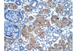 ASS1 antibody was used for immunohistochemistry at a concentration of 4-8 ug/ml to stain Epithelial cells of renal tubule (arrows) in Human Kidney. (ASS1 anticorps  (C-Term))