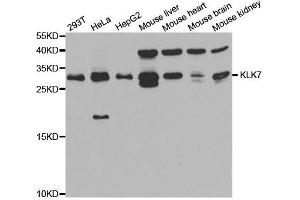 Western Blotting (WB) image for anti-Kallikrein 7 (KLK7) antibody (ABIN1876692) (Kallikrein 7 anticorps)