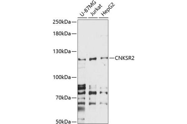 CNKSR2 anticorps  (AA 400-750)