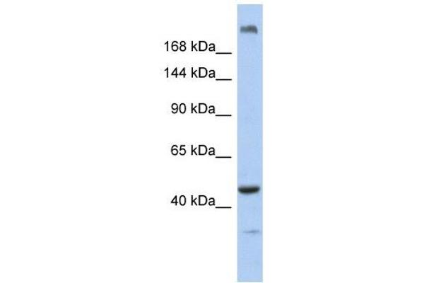 KIAA0284 anticorps  (N-Term)