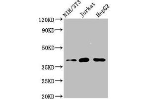 Western Blot Positive WB detected in: NIH/3T3 whole cell lysate, Jurkat whole cell lysate, HepG2 whole cell lysate All lanes: RNF2 antibody at 4 μg/mL Secondary Goat polyclonal to rabbit IgG at 1/50000 dilution Predicted band size: 38, 30 kDa Observed band size: 38 kDa (RNF2 anticorps  (AA 158-290))