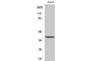 Western Blotting (WB) image for anti-Induced Myeloid Leukemia Cell Differentiation Protein Mcl-1 (MCL1) (Internal Region) antibody (ABIN3185490) (MCL-1 anticorps  (Internal Region))