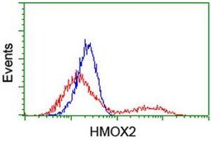 HEK293T cells transfected with either RC201777 overexpress plasmid (Red) or empty vector control plasmid (Blue) were immunostained by anti-HMOX2 antibody (ABIN2455215), and then analyzed by flow cytometry. (HMOX2 anticorps)
