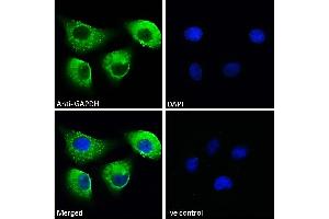 Immunofluorescence (IF) image for anti-Glyceraldehyde-3-Phosphate Dehydrogenase (GAPDH) (C-Term) antibody (ABIN185240)