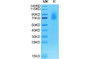 SDS-PAGE (SDS) image for Tumor Necrosis Factor Receptor Superfamily, Member 8 (TNFRSF8) (AA 19-379) protein (His-Avi Tag,Biotin) (ABIN7274158)