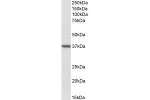 Western Blotting (WB) image for anti-Translocase of Outer Mitochondrial Membrane 40 Homolog (TOMM40) (AA 117-130) antibody (ABIN490620) (TOMM40 anticorps  (AA 117-130))