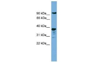 LAMP1 antibody used at 0. (LAMP1 anticorps  (N-Term))