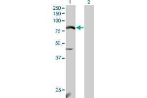 Western Blot analysis of NFE2L2 expression in transfected 293T cell line by NFE2L2 monoclonal antibody (M04), clone 3G7. (NRF2 anticorps  (AA 351-450))