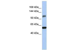 Western Blotting (WB) image for anti-Zinc Finger and SCAN Domain Containing 20 (ZSCAN20) antibody (ABIN2458031) (ZSCAN20 anticorps)