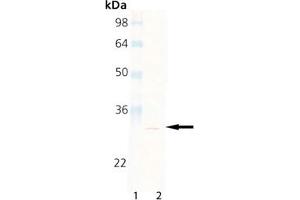 Western Blot Analysis of Proteasome 20S beta2 subunit, mAb (MCP165), : Lane 1: MW Marker, Lane 2: HeLa Cell Lysate (Proteasome 20S Beta2 Subunit anticorps)