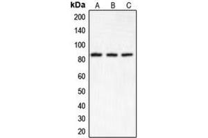 Western blot analysis of IKK alpha expression in HeLa (A), Raw264. (IKK alpha anticorps  (N-Term))
