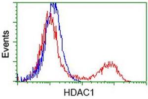 HEK293T cells transfected with either RC201745 overexpress plasmid (Red) or empty vector control plasmid (Blue) were immunostained by anti-HDAC1 antibody (ABIN2453940), and then analyzed by flow cytometry. (HDAC1 anticorps)