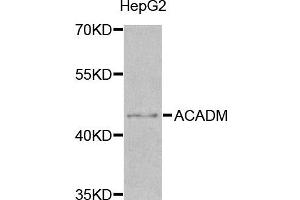 Western blot analysis of extracts of HepG2 cell line, using ACADM antibody. (Medium-Chain Specific Acyl-CoA Dehydrogenase, Mitochondrial anticorps)