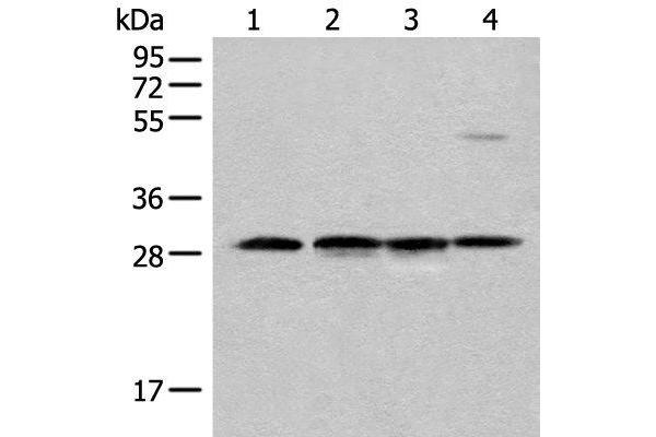 CA7 anticorps