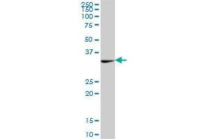 PEX19 MaxPab polyclonal antibody. (PEX19 anticorps  (AA 1-299))