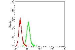 Flow cytometric analysis of HeLa cells using ALDH1A1 mouse mAb (green) and negative control (red). (ALDH1A1 anticorps  (AA 1-110))