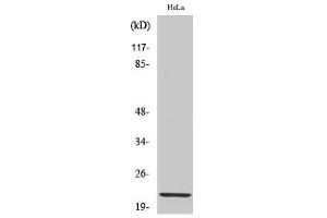 Western Blotting (WB) image for anti-Claudin 1 (CLDN1) (C-Term) antibody (ABIN5956302) (Claudin 1 anticorps  (C-Term))